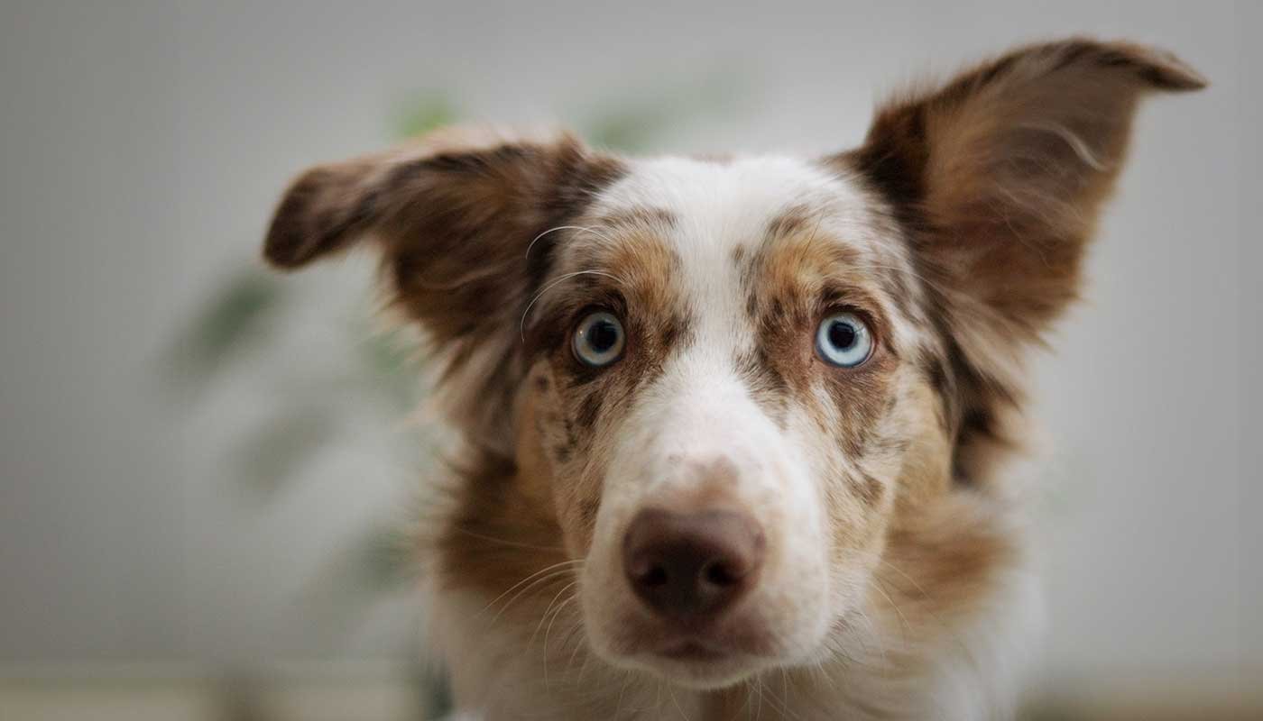 Petsmart BD