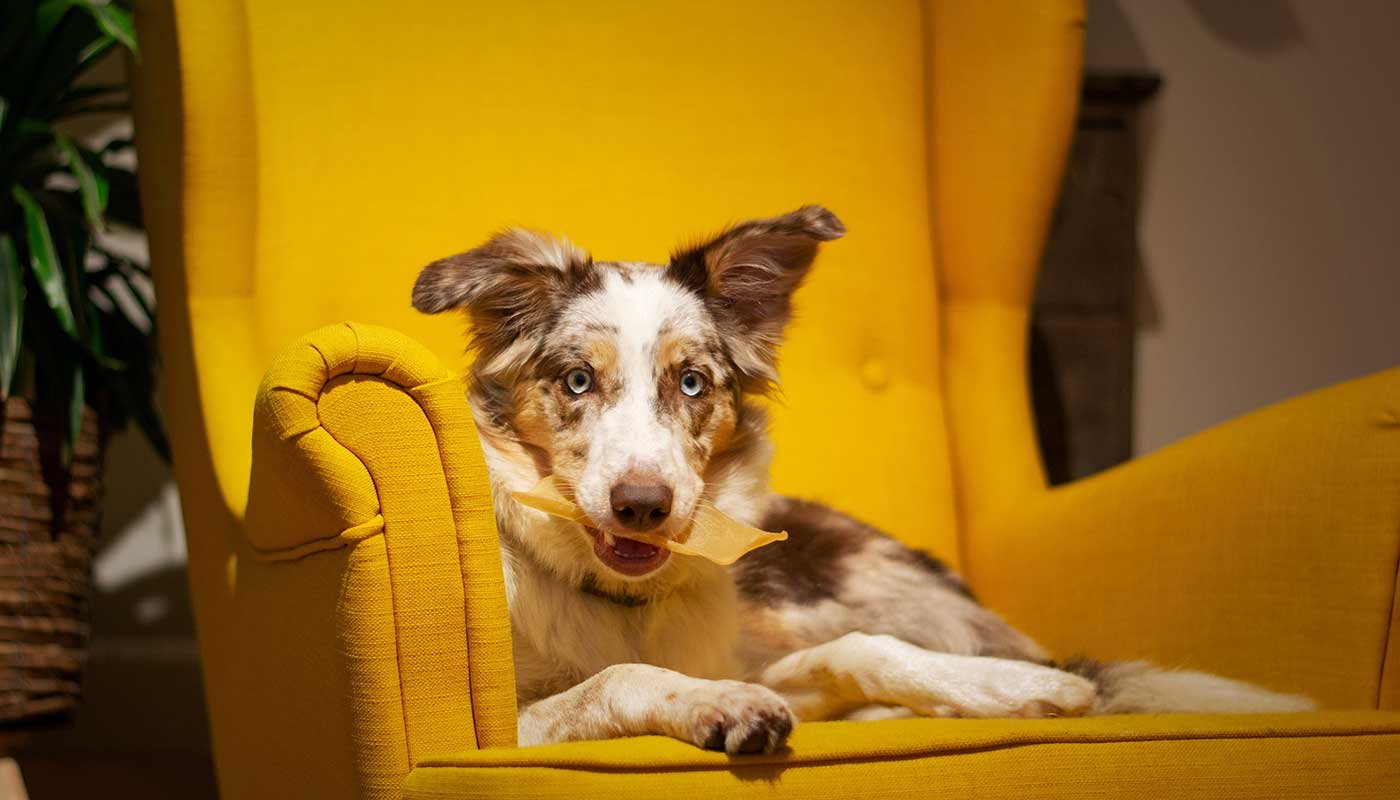 Petsmart BD